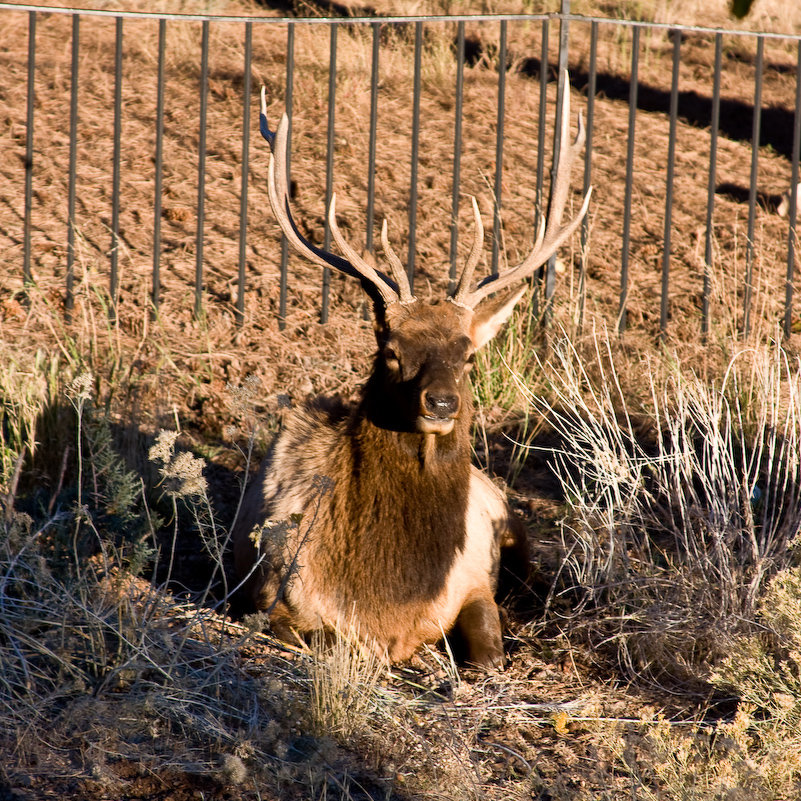 05 Novembre 2008 - Grand Canyon National Park