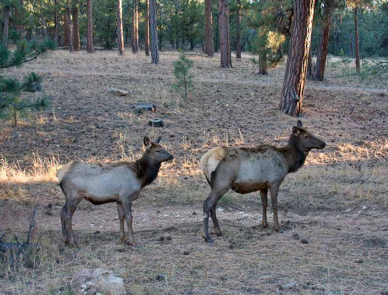 05 Novembre 2008 - Grand Canyon National Park
