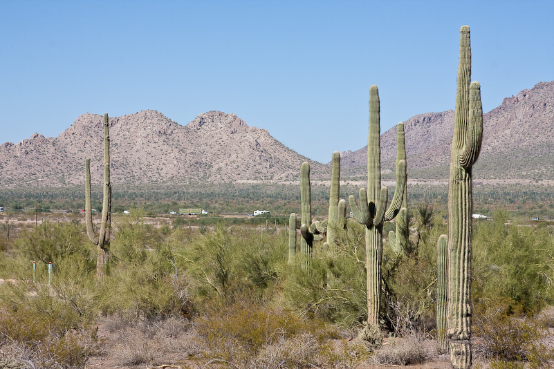 07 Novembre 2008 - Picacho Recreation Park
