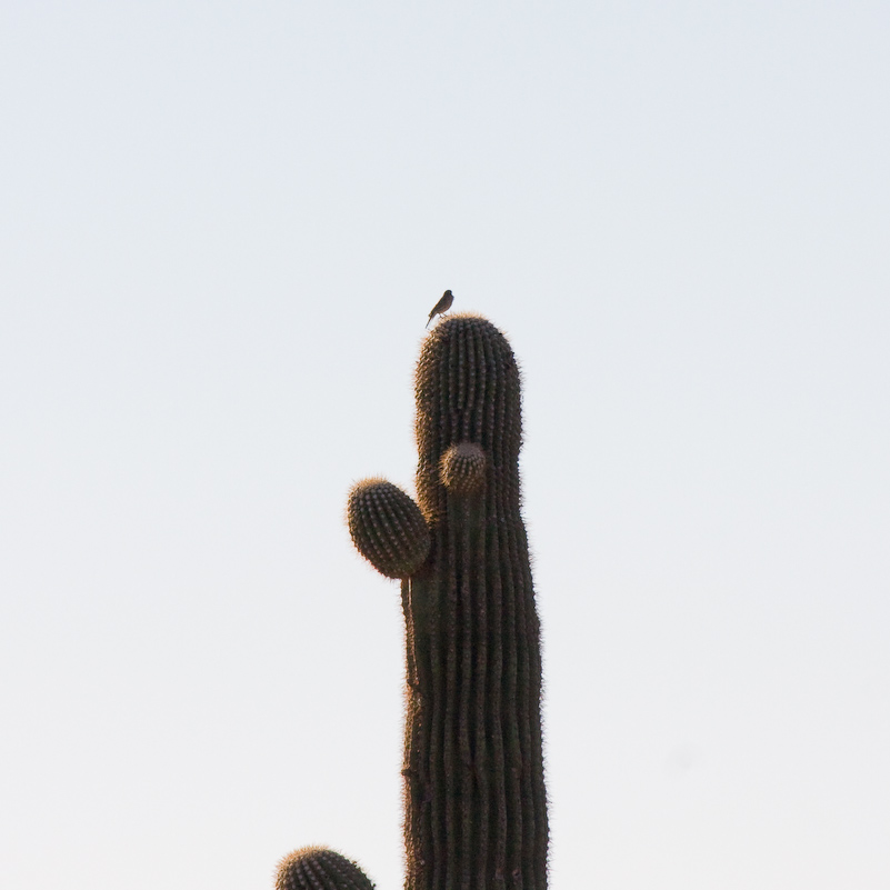 07 Novembre 2008 - Picacho Recreation Park