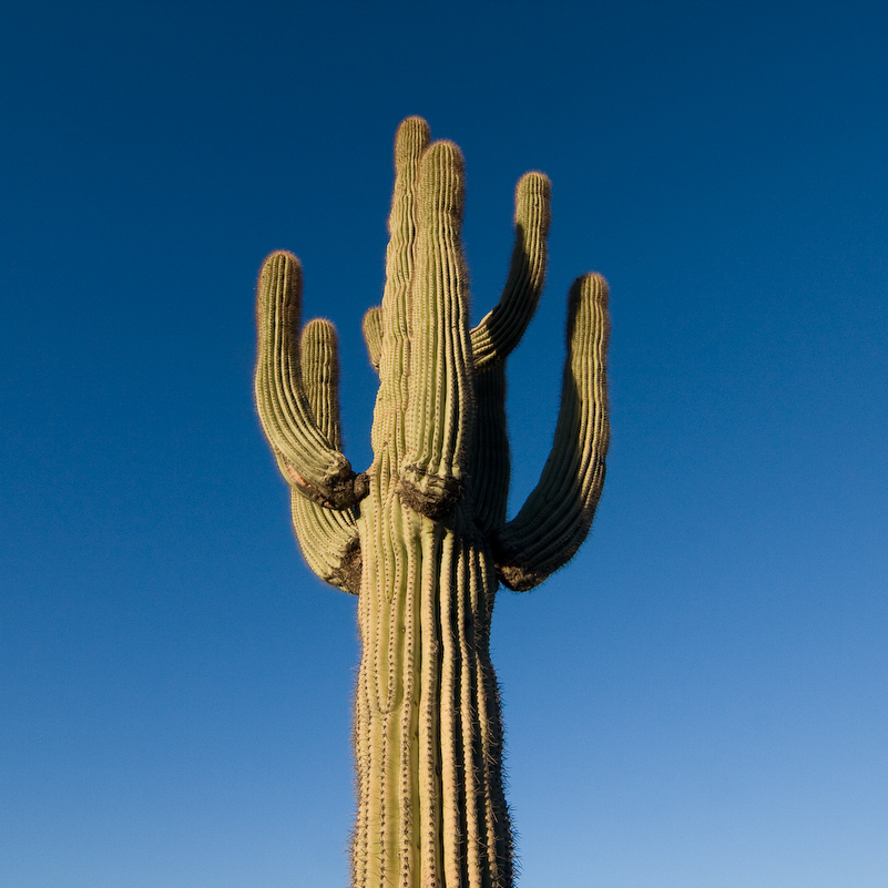 07 Novembre 2008 - Picacho Recreation Park