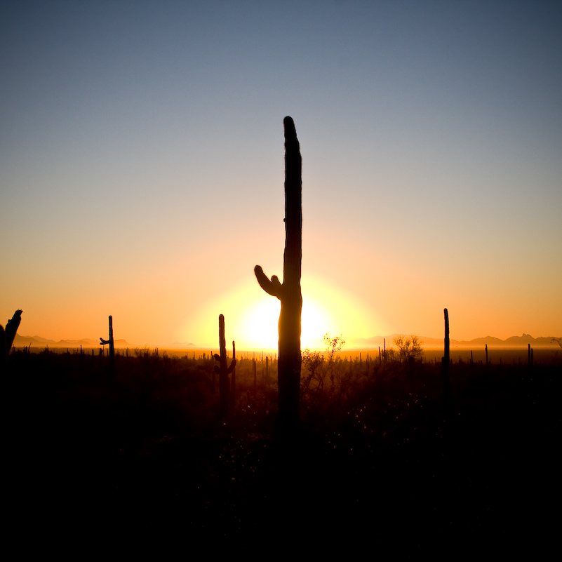 07 Novembre 2008 - Picacho Recreation Park