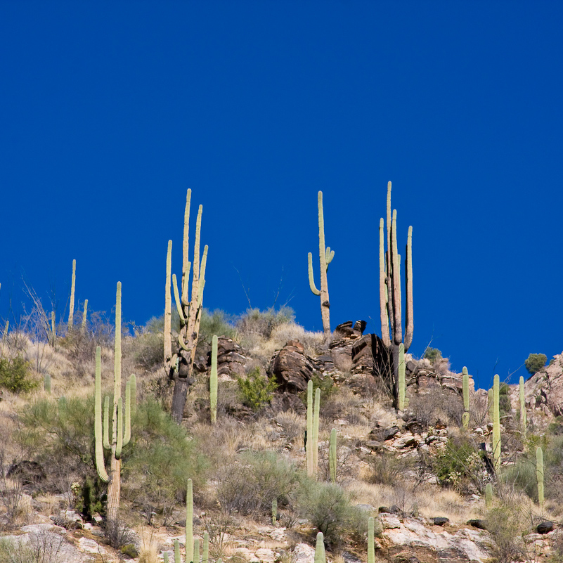 08 Novembre 2008 - Coronado National Forest - Arizona