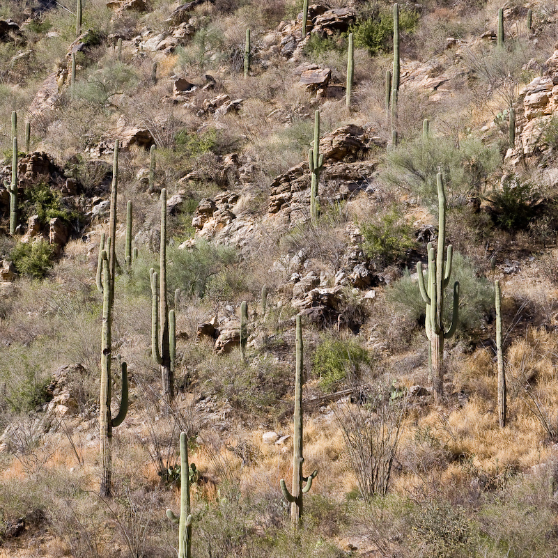 08 Novembre 2008 - Coronado National Forest - Arizona