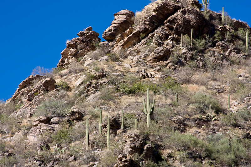 08 Novembre 2008 - Coronado National Forest - Arizona