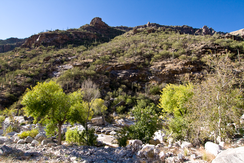 08 Novembre 2008 - Coronado National Forest - Arizona
