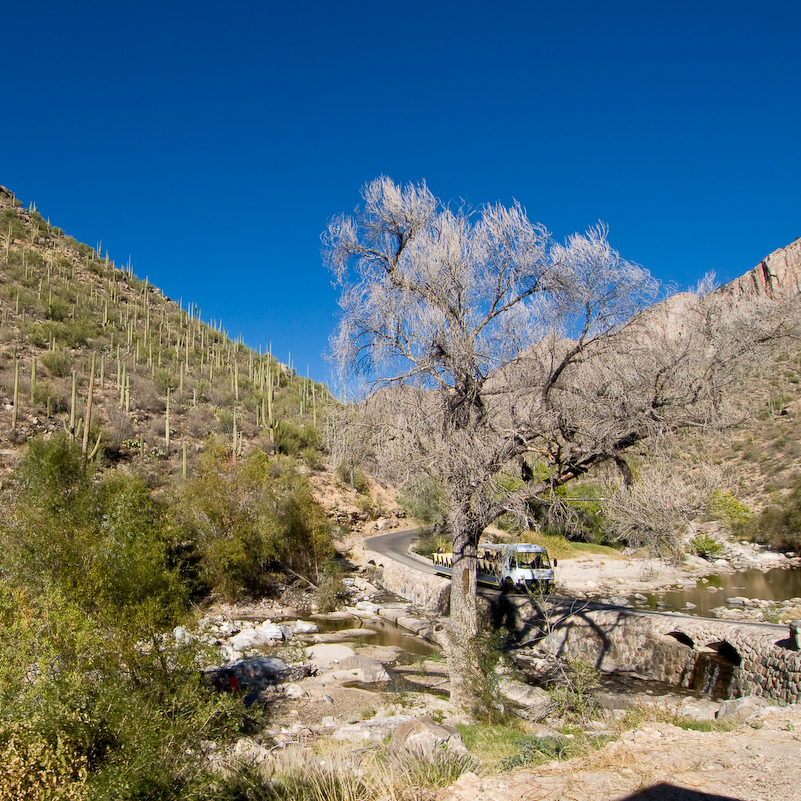 08 Novembre 2008 - Coronado National Forest - Arizona