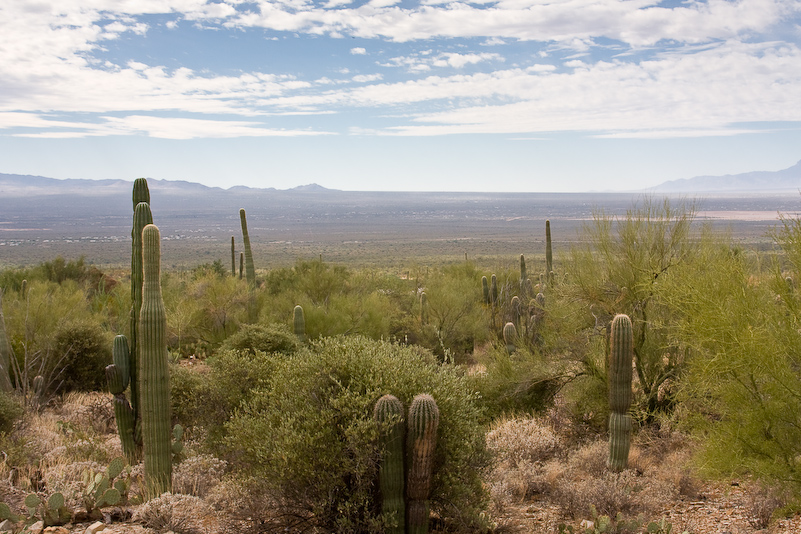 09 Novembre 2008 - Desert Museum Saguaro National Park - Arizona