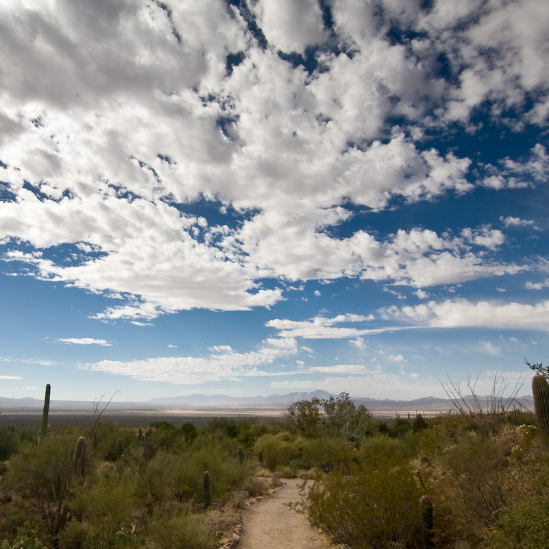 09 Novembre 2008 - Desert Museum Saguaro National Park - Arizona