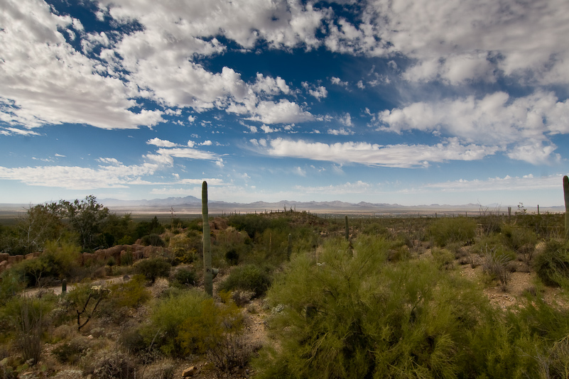 09 Novembre 2008 - Desert Museum Saguaro National Park - Arizona
