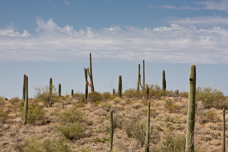 09 Novembre 2008 - Desert Museum Saguaro National Park - Arizona