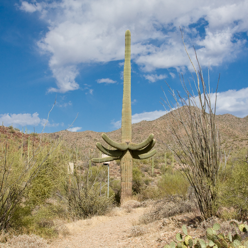 09 Novembre 2008 - Desert Museum Saguaro National Park - Arizona