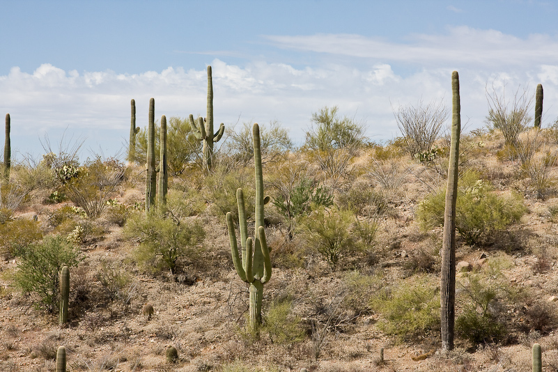 09 Novembre 2008 - Desert Museum Saguaro National Park - Arizona