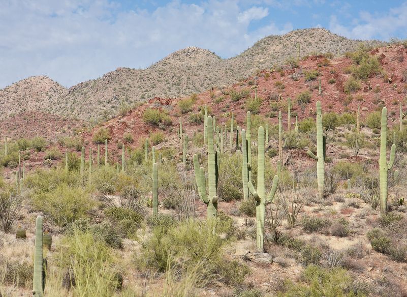 09 Novembre 2008 - Desert Museum Saguaro National Park - Arizona