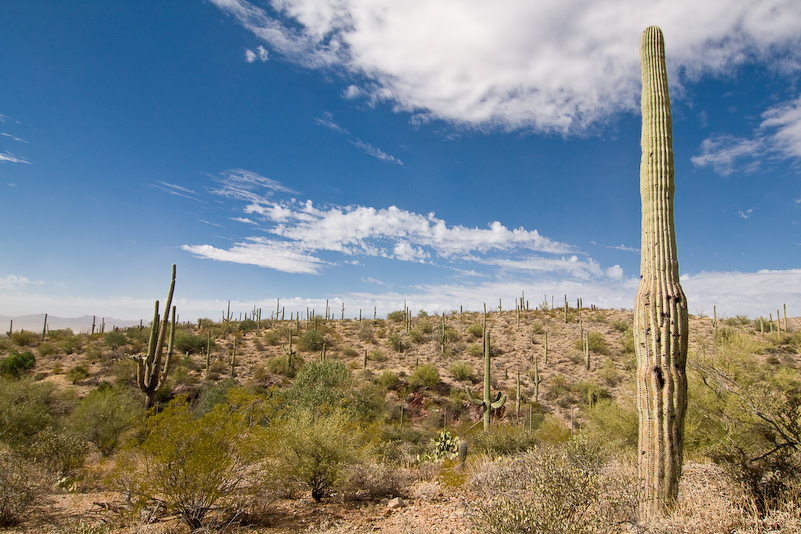 09 Novembre 2008 - Desert Museum Saguaro National Park - Arizona