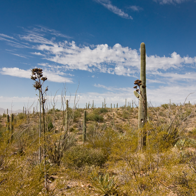 09 Novembre 2008 - Desert Museum Saguaro National Park - Arizona