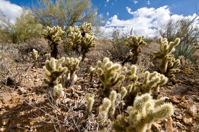 09 Novembre 2008 - Desert Museum Saguaro National Park - Arizona
