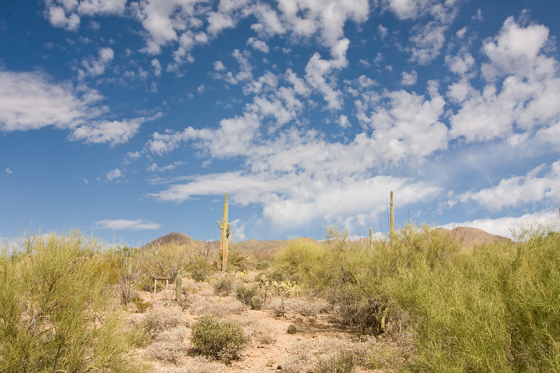 09 Novembre 2008 - Desert Museum Saguaro National Park - Arizona