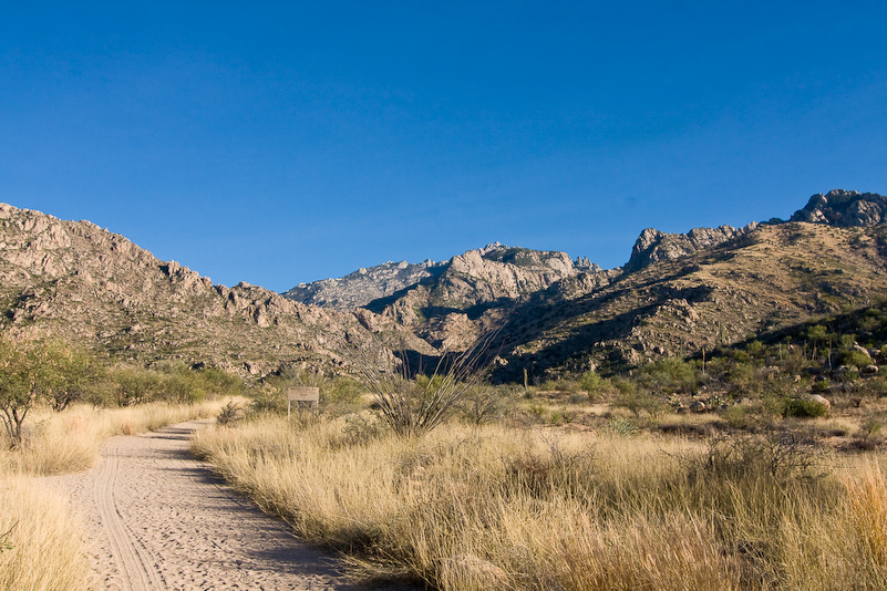 12 Novembre 2008 - Catalina National Forest - Arizona
