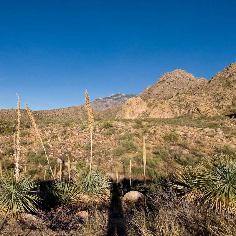 12 Novembre 2008 - Catalina National Forest - Arizona
