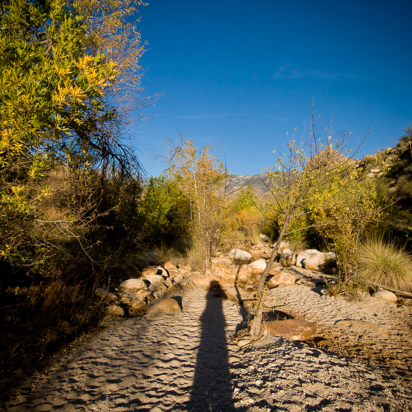 12 Novembre 2008 - Catalina National Forest - Arizona