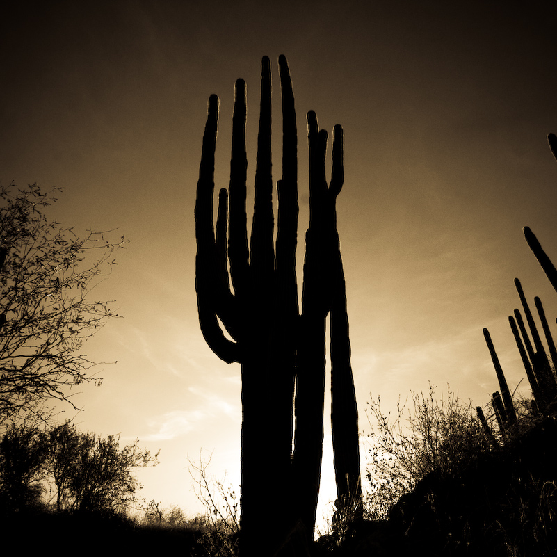 12 Novembre 2008 - Catalina National Forest - Arizona
