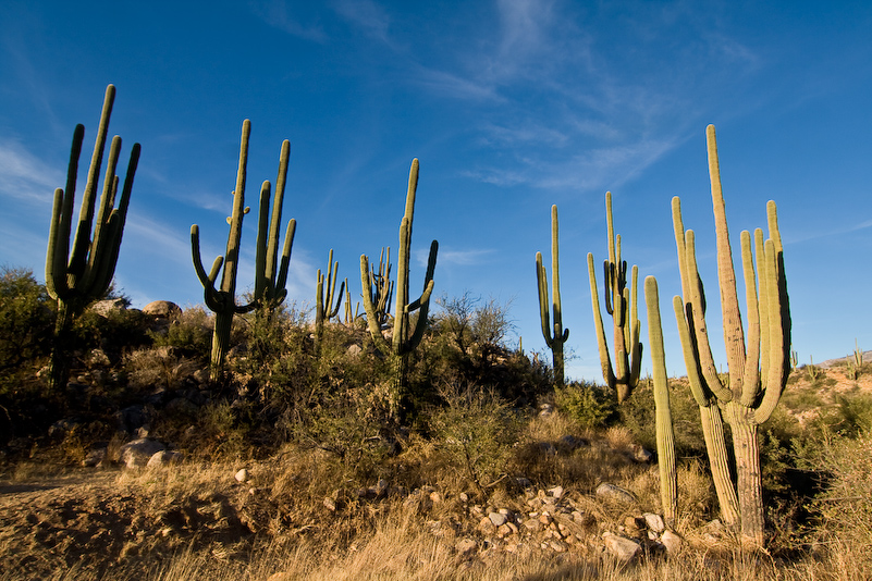 12 Novembre 2008 - Catalina National Forest - Arizona