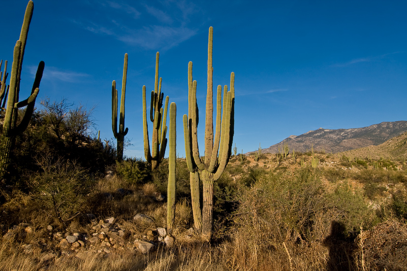 12 Novembre 2008 - Catalina National Forest - Arizona