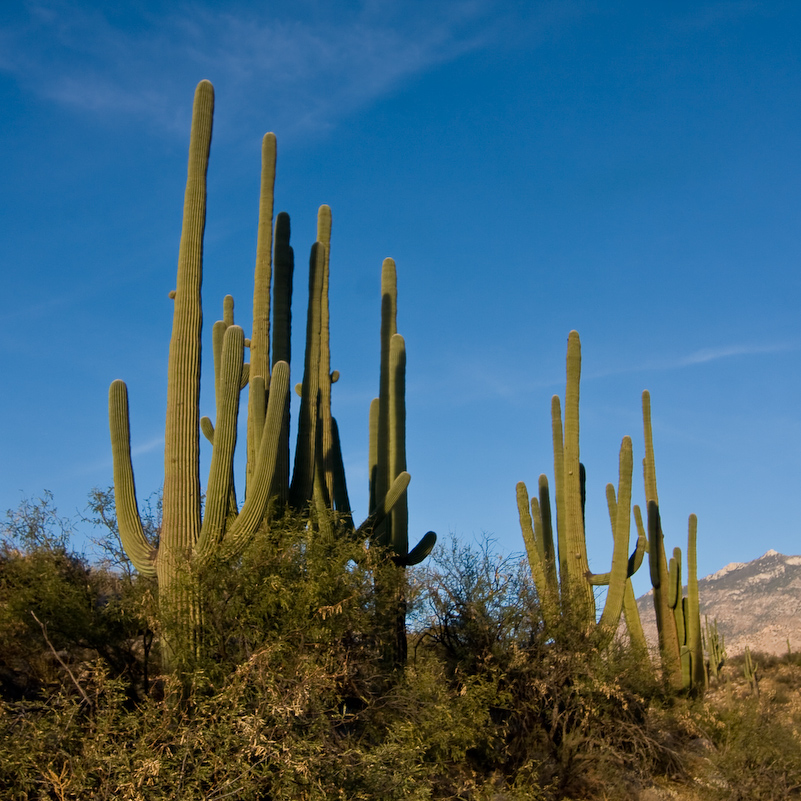 12 Novembre 2008 - Catalina National Forest - Arizona