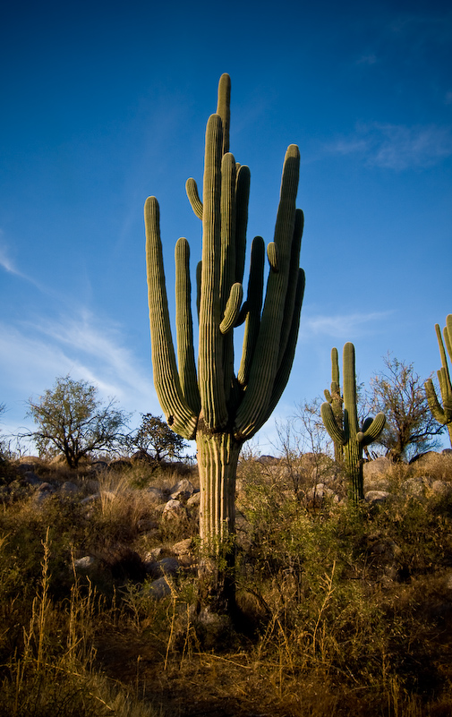 12 Novembre 2008 - Catalina National Forest - Arizona