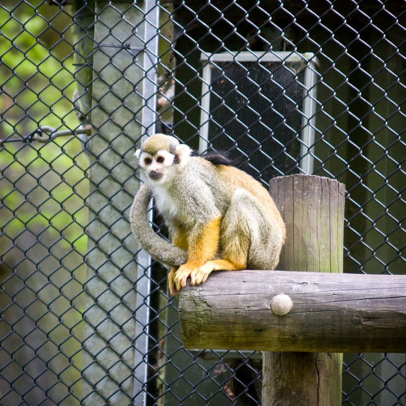 Woburn Safari - 10 Mai 2009