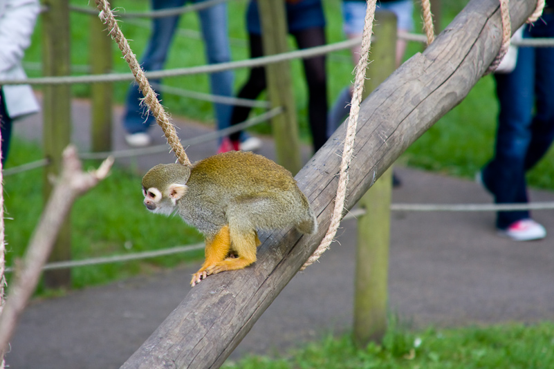 Woburn Safari - 10 Mai 2009