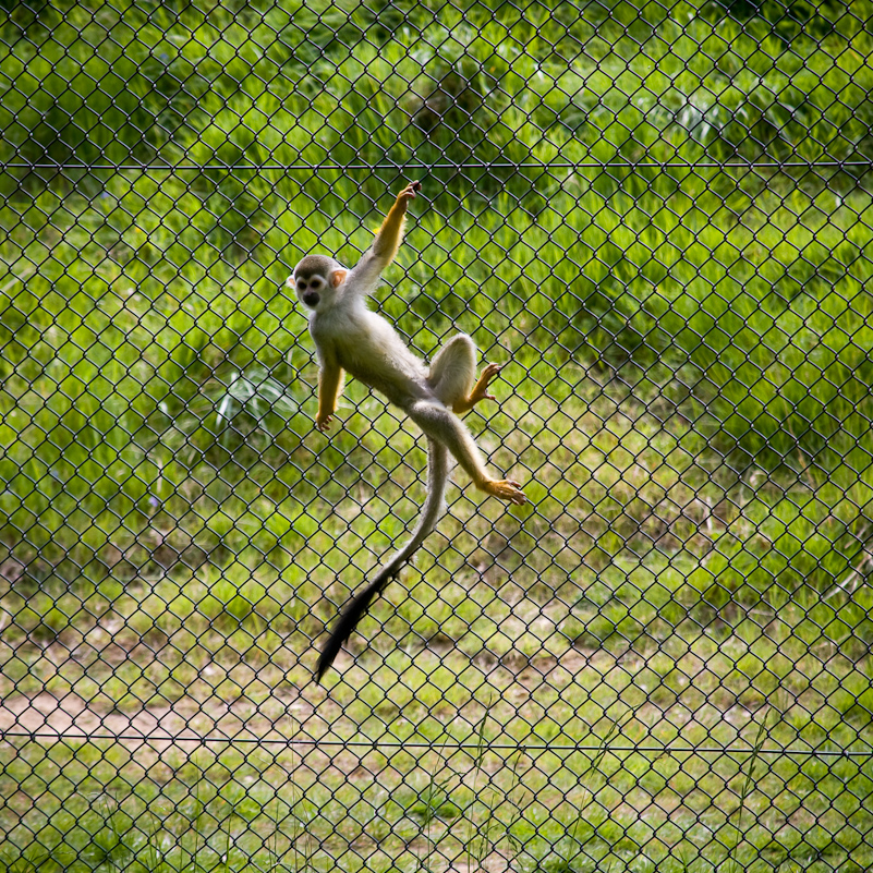 Woburn Safari - 10 Mai 2009