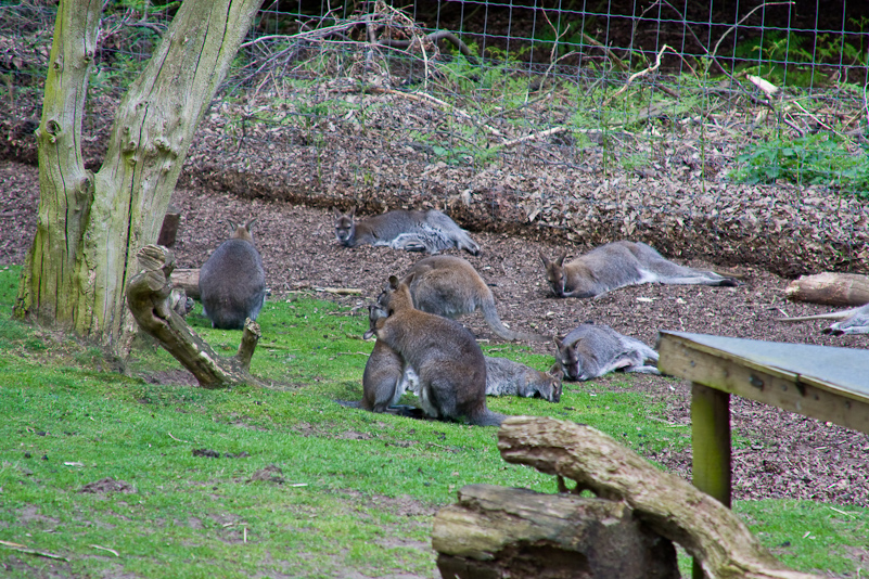 Woburn Safari - 10 Mai 2009