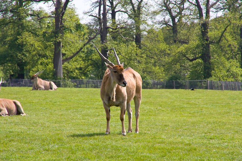 Woburn Safari - 10 Mai 2009