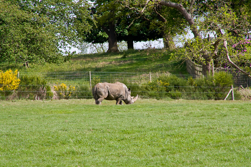 Woburn Safari - 10 Mai 2009