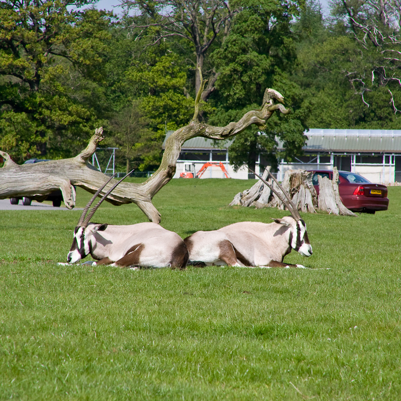 Woburn Safari - 10 Mai 2009