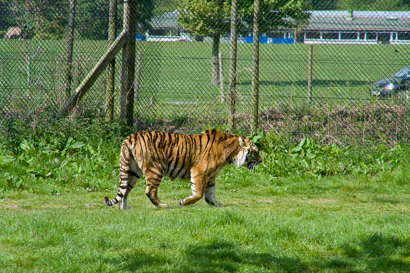 Woburn Safari - 10 Mai 2009