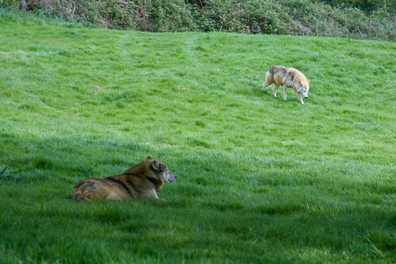 Woburn Safari - 10 Mai 2009