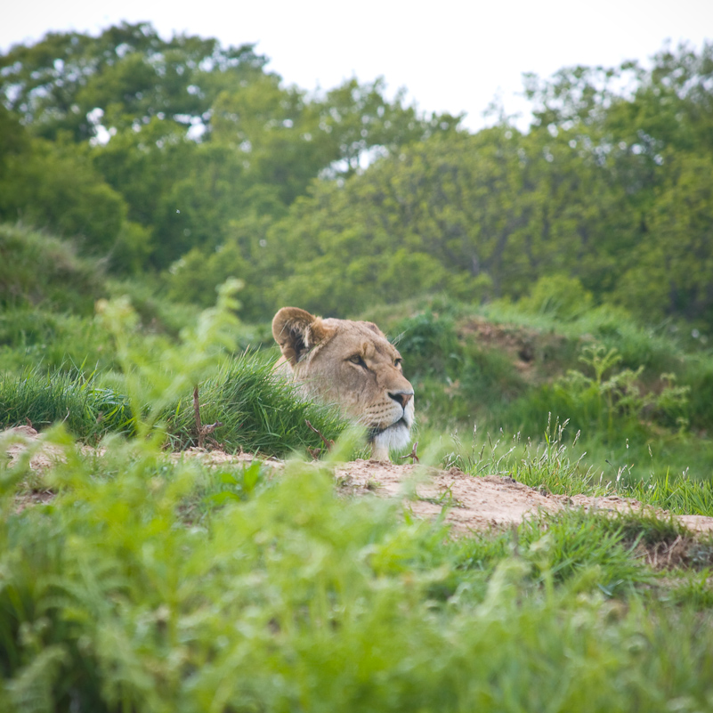 Woburn Safari - 10 Mai 2009