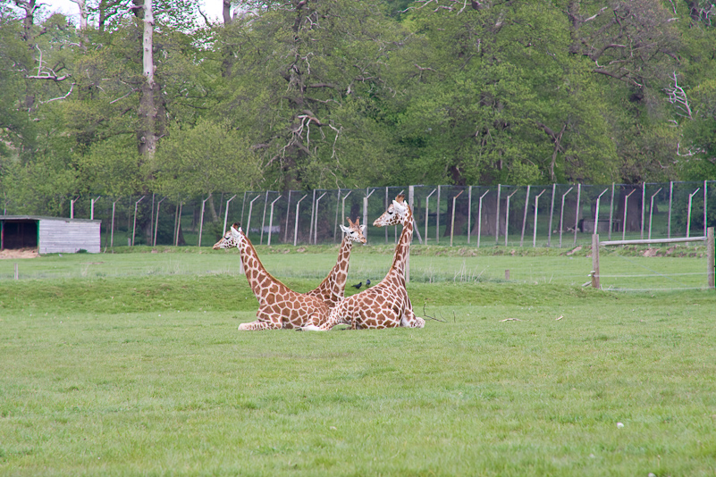 Woburn Safari - 10 Mai 2009