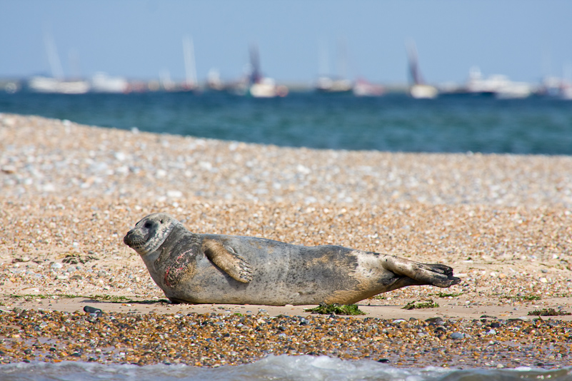 Norfolk Coast - 16 August 2009