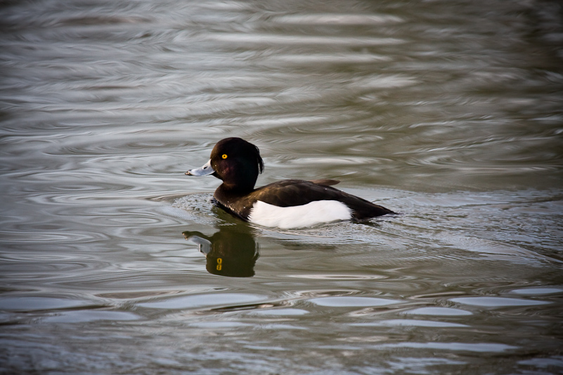 Henley-on-Thames - 22 December 2009