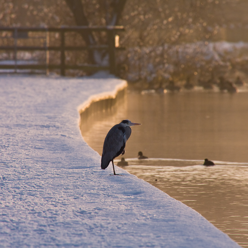 Henley-on-Thames - 22 December 2009
