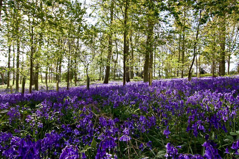 Greys Court - 25 April 2009