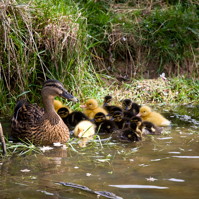 Greys Court - 03 May 2010