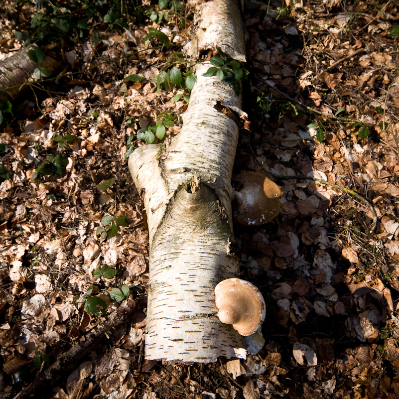 Harpsden Wood - 7 March 2010