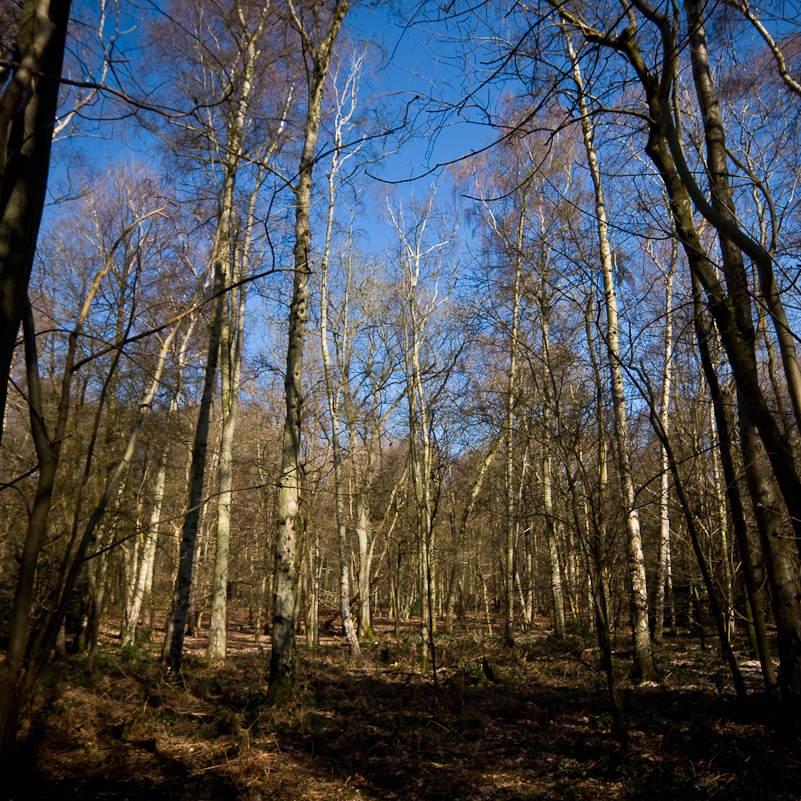 Harpsden Wood - 7 March 2010