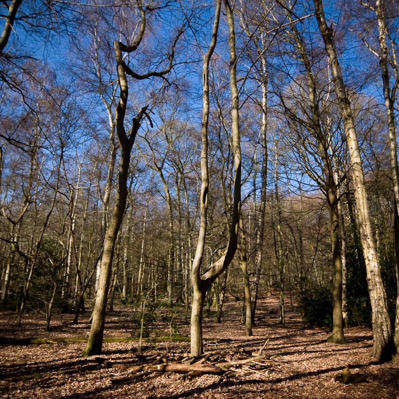 Harpsden Wood - 7 March 2010