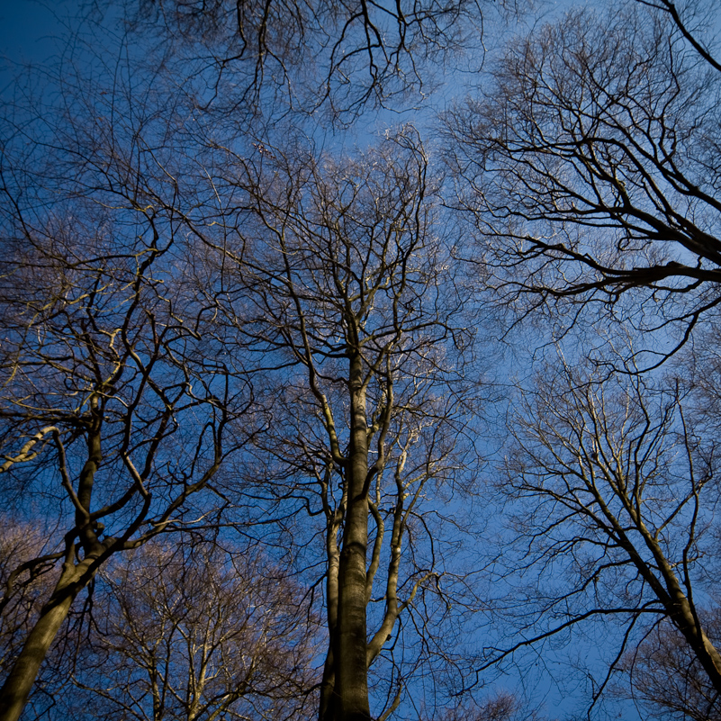 Harpsden Wood - 7 March 2010